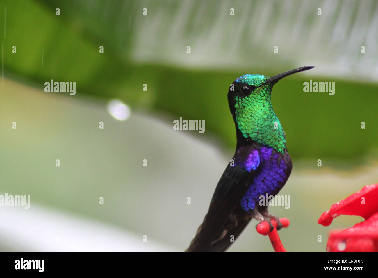 Vivid green and blue humming bird on red perch Stock Photo