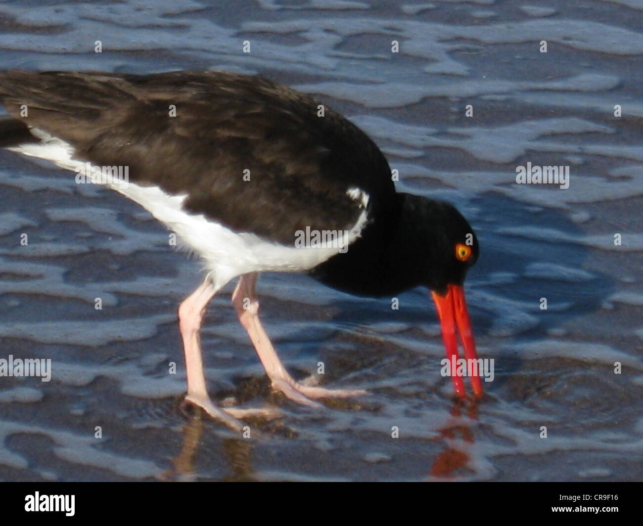 Oyster catcher with red bill in water Stock Photo