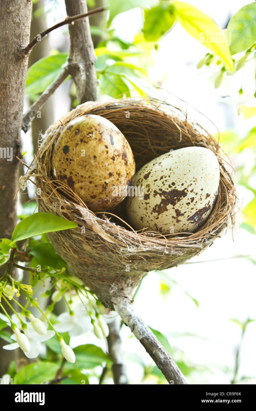 Cardinal nest hires stock photography and images Alamy