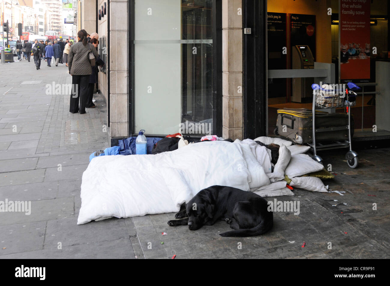 Homeless dogs sleeping street High Resolution Stock Photography and Images - Alamy