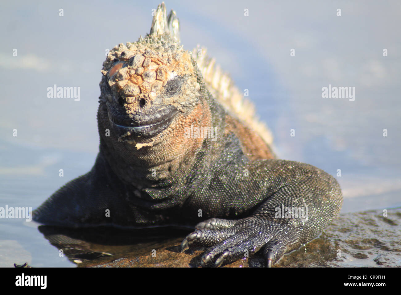 Marine iguana sunbathing Stock Photo