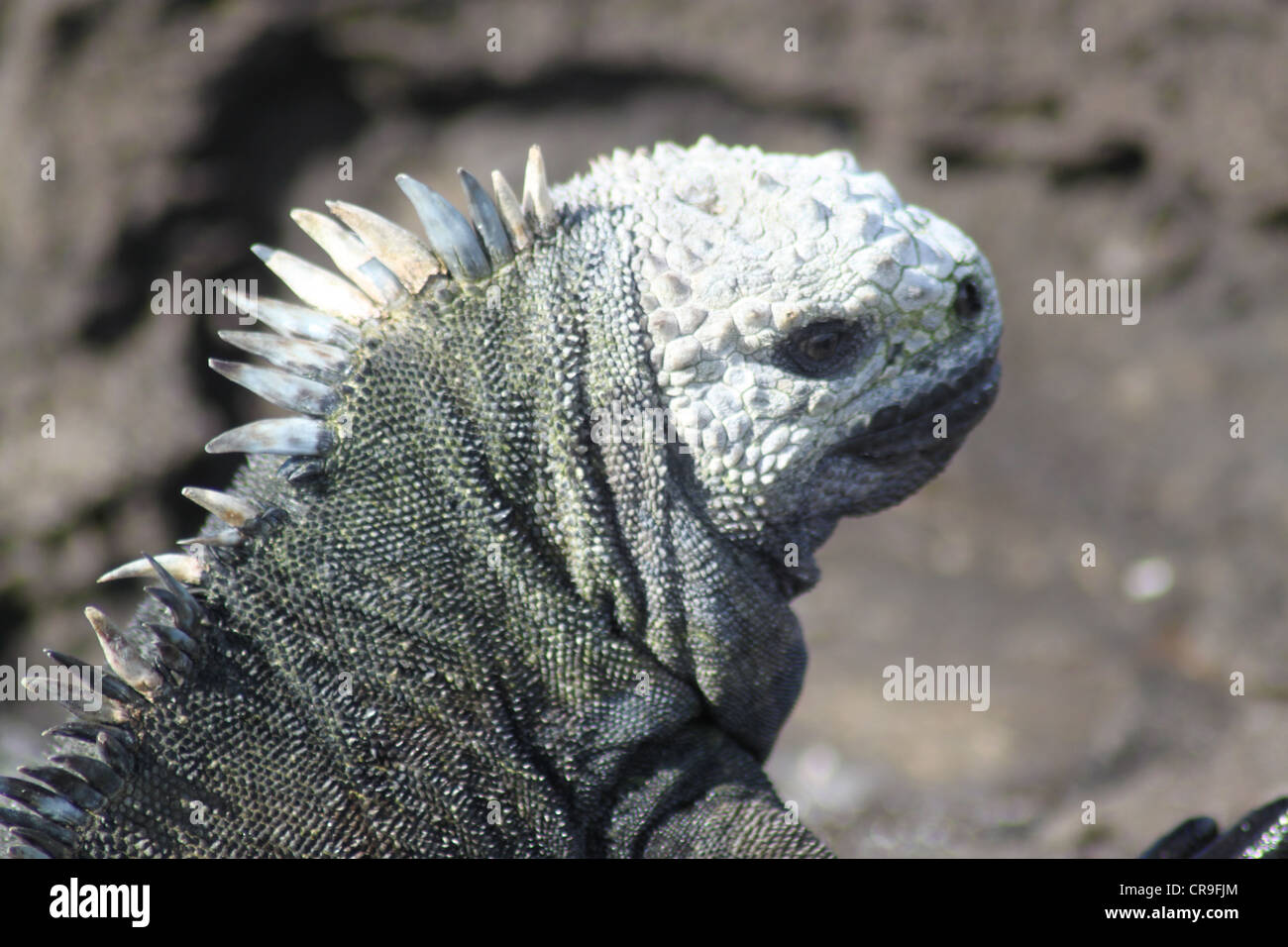 Marine iguana with white head Stock Photo