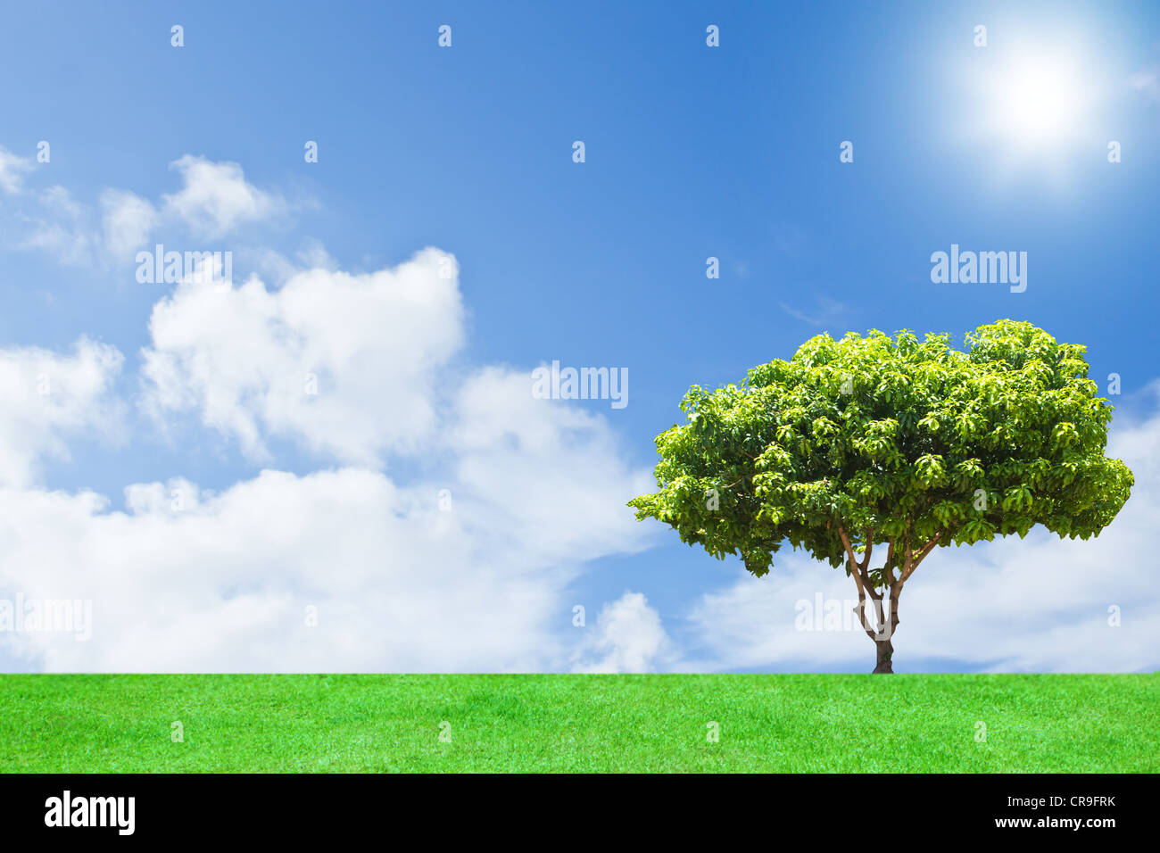 Tree park field summer hi-res stock photography and images - Alamy