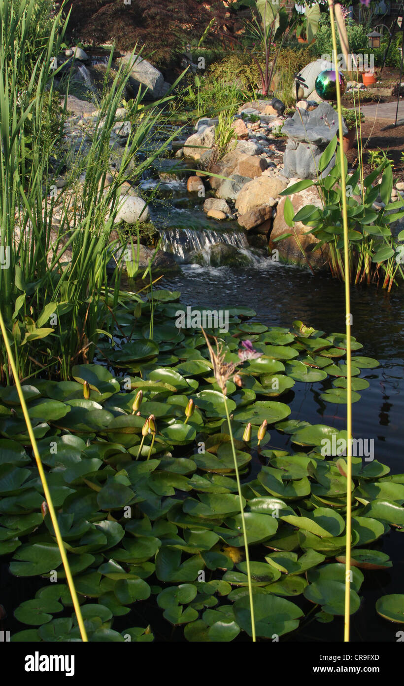 Waterfall and Lily Pond. Scene from a back yard water garden in