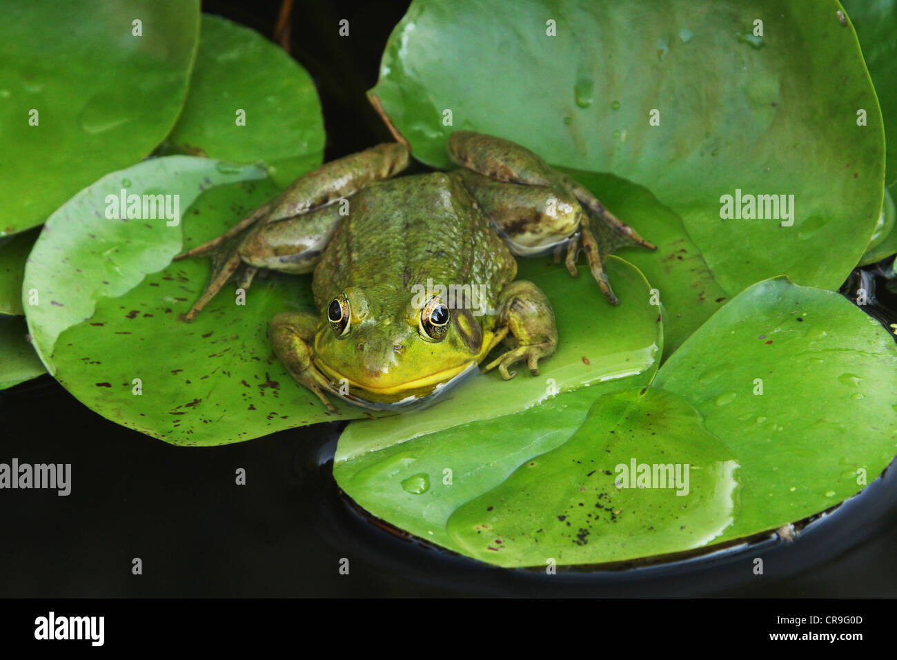 Frog At A Lily Pond Scene From A Back Yard Water Garden In Beavercreek 