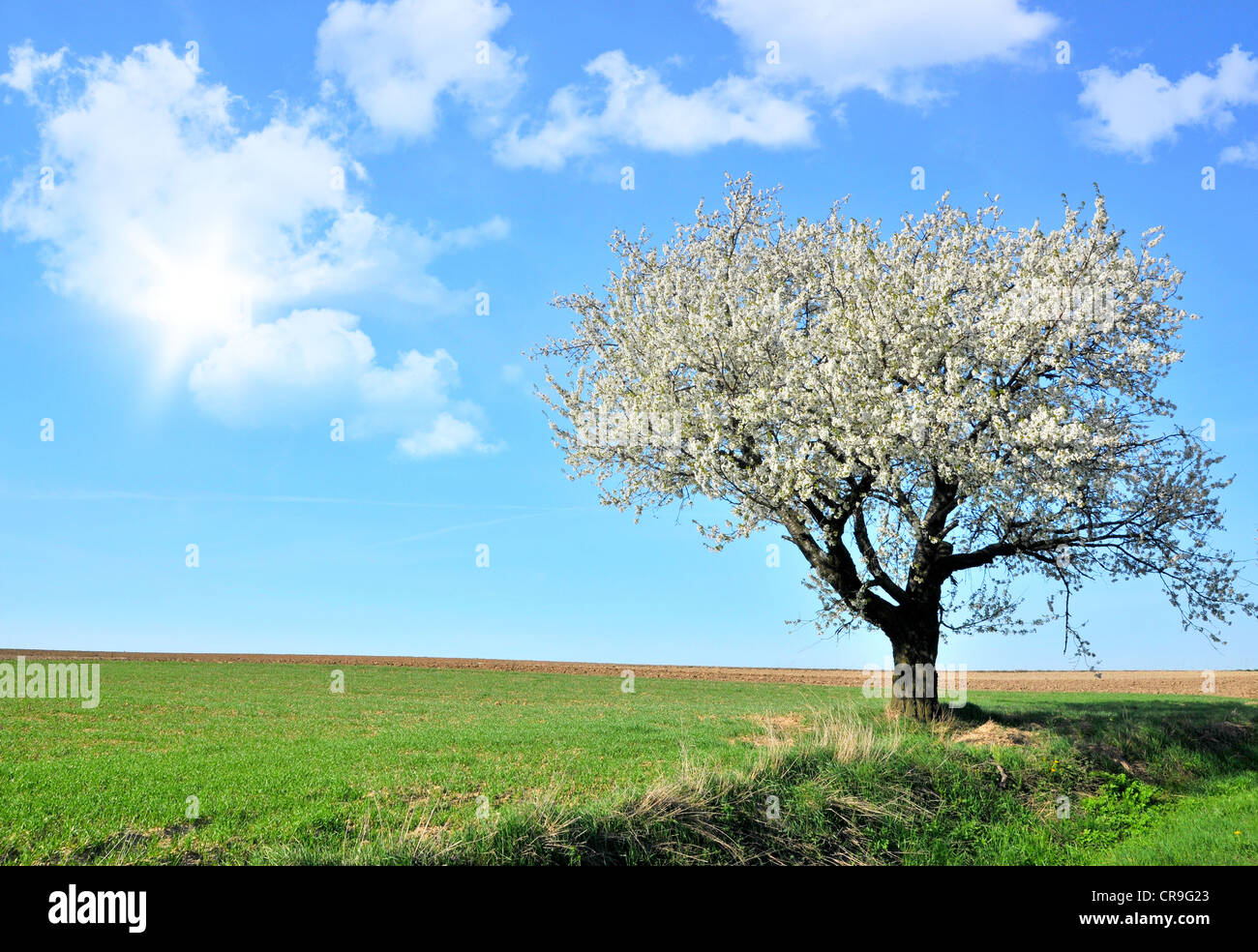 Cherry tree over blue sky background Stock Photo - Alamy