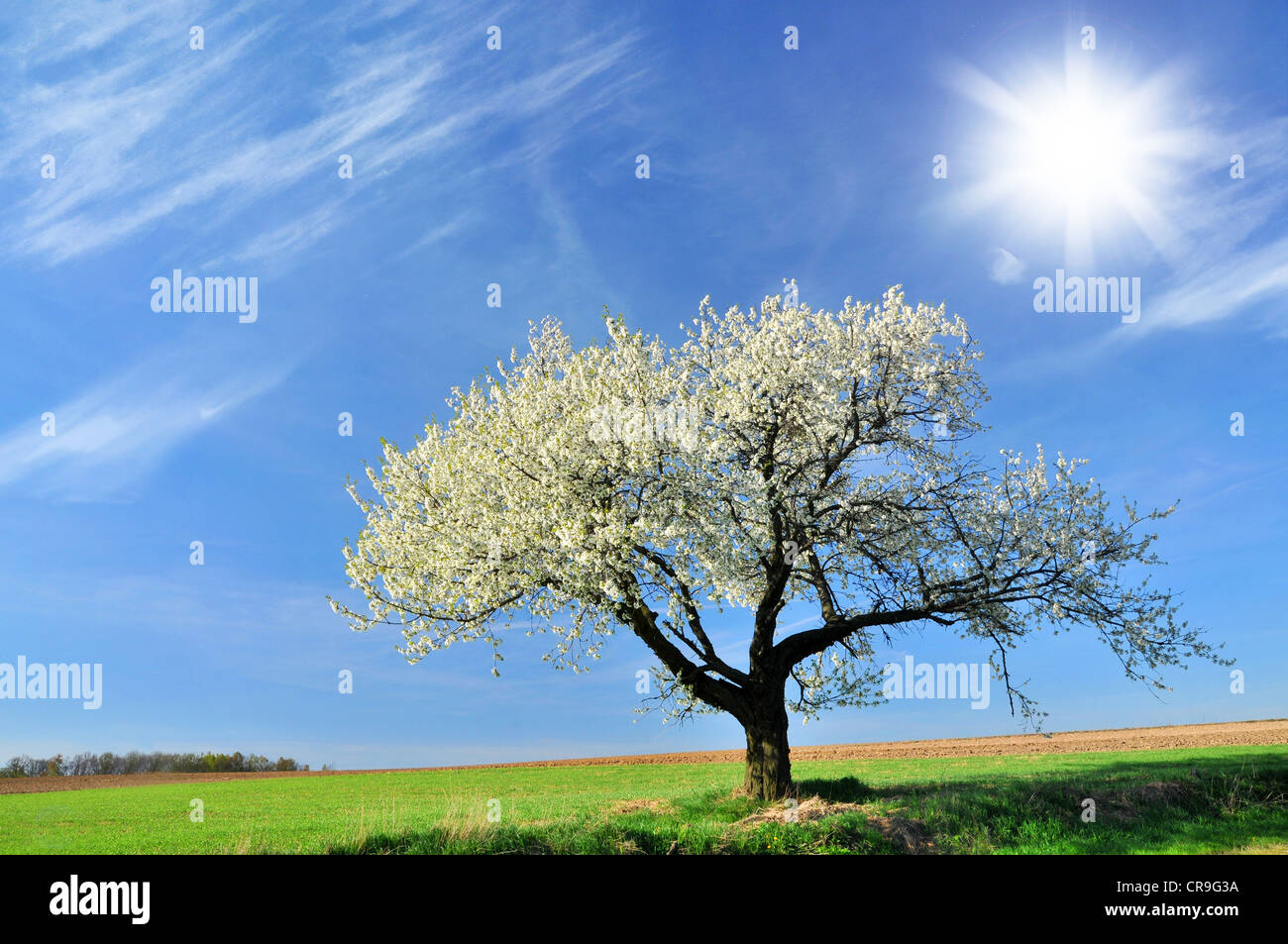 Cherry tree over blue sky background Stock Photo - Alamy