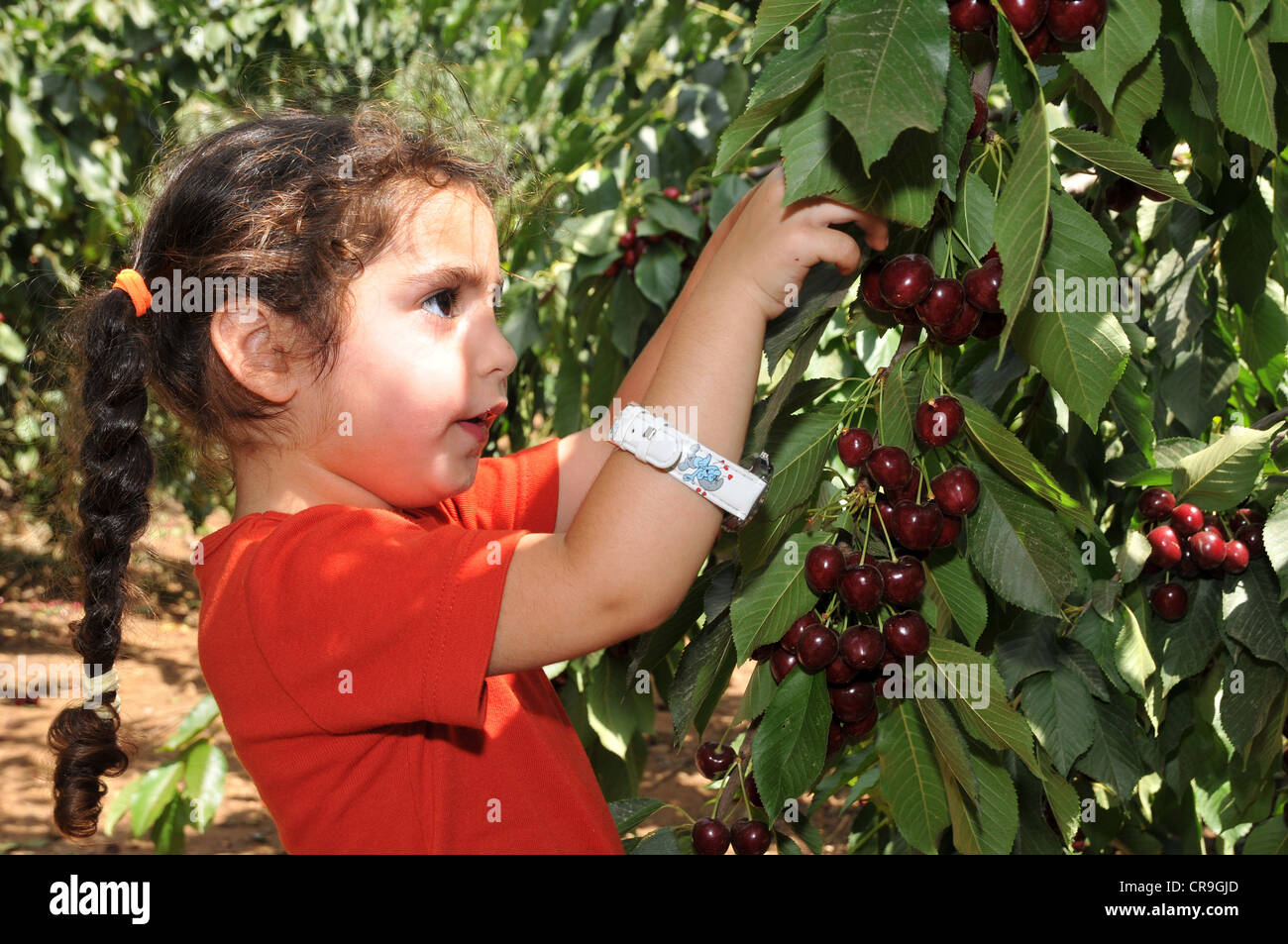 Cherry picking in the Golan, Israel Stock Photo Alamy