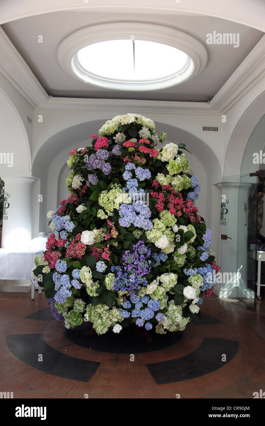 Hydrangea flower arrangement, Capri hotel, Italy Stock Photo