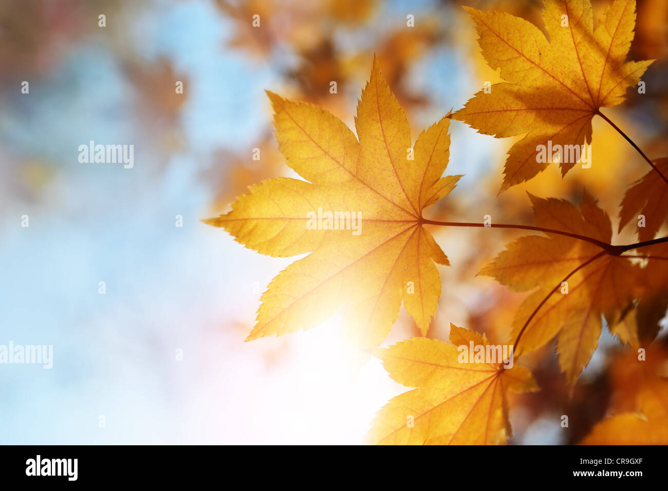 autumn leaves against the blue sky and sun, selective focus Stock Photo