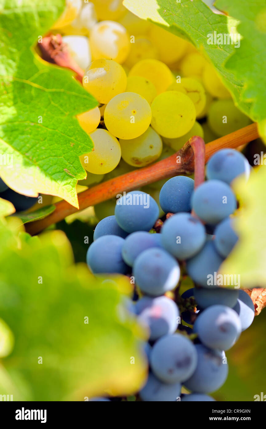 Grape Crop Ripe Grapes grapes season hi-res stock photography and images - Alamy