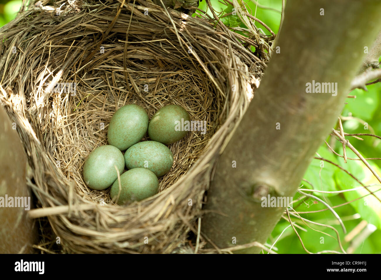 bird's nest with eggs on tree Stock Photo