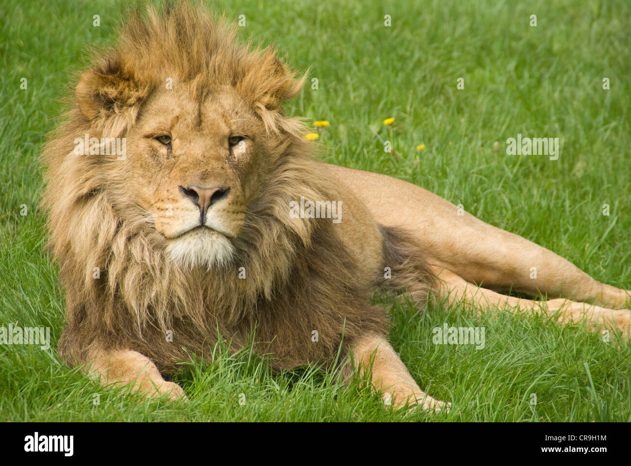 Male lion relaxing in the grass but watchful Stock Photo