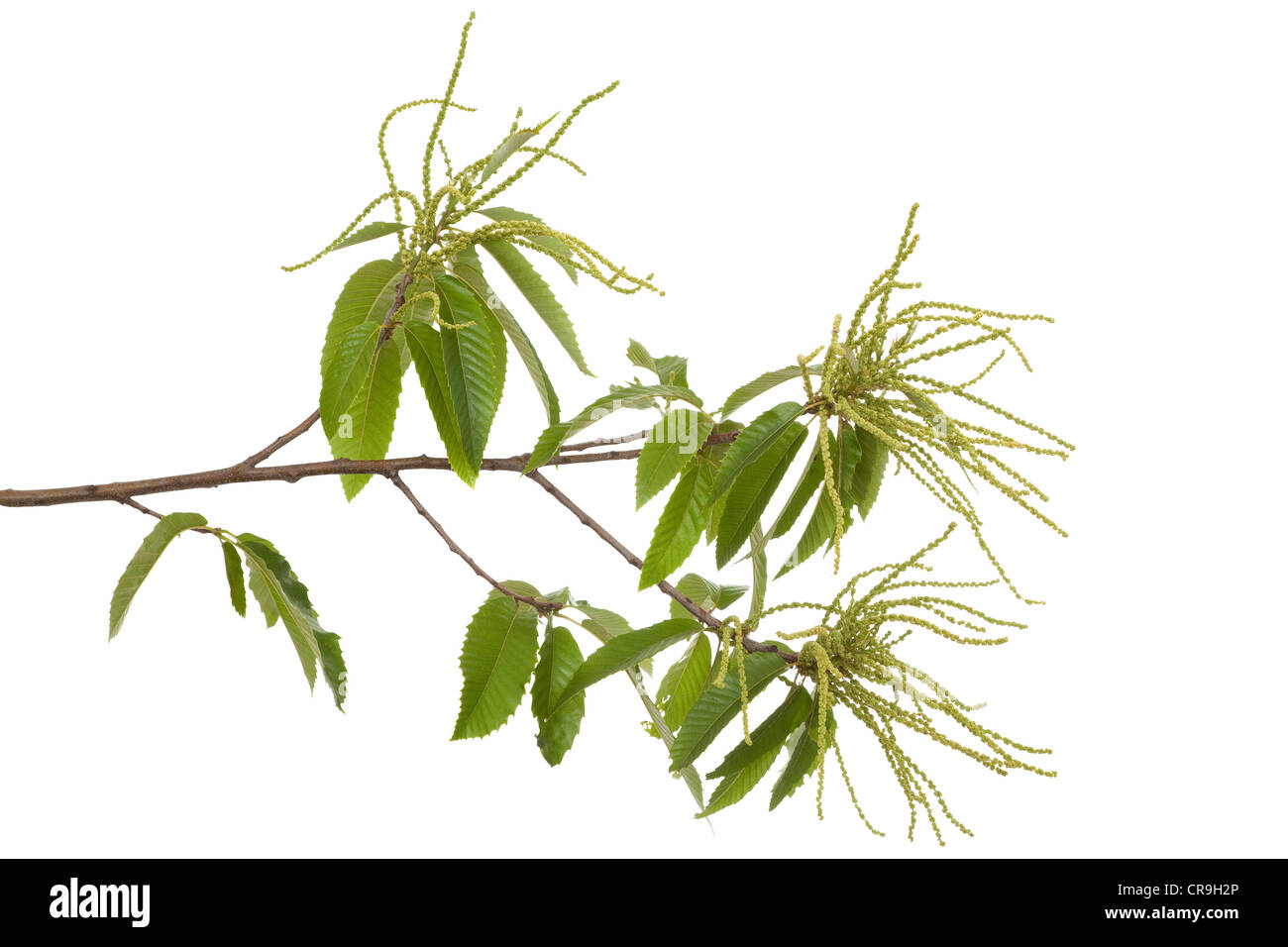 branch of chestnut (Castanea sativa Mill) on white Stock Photo
