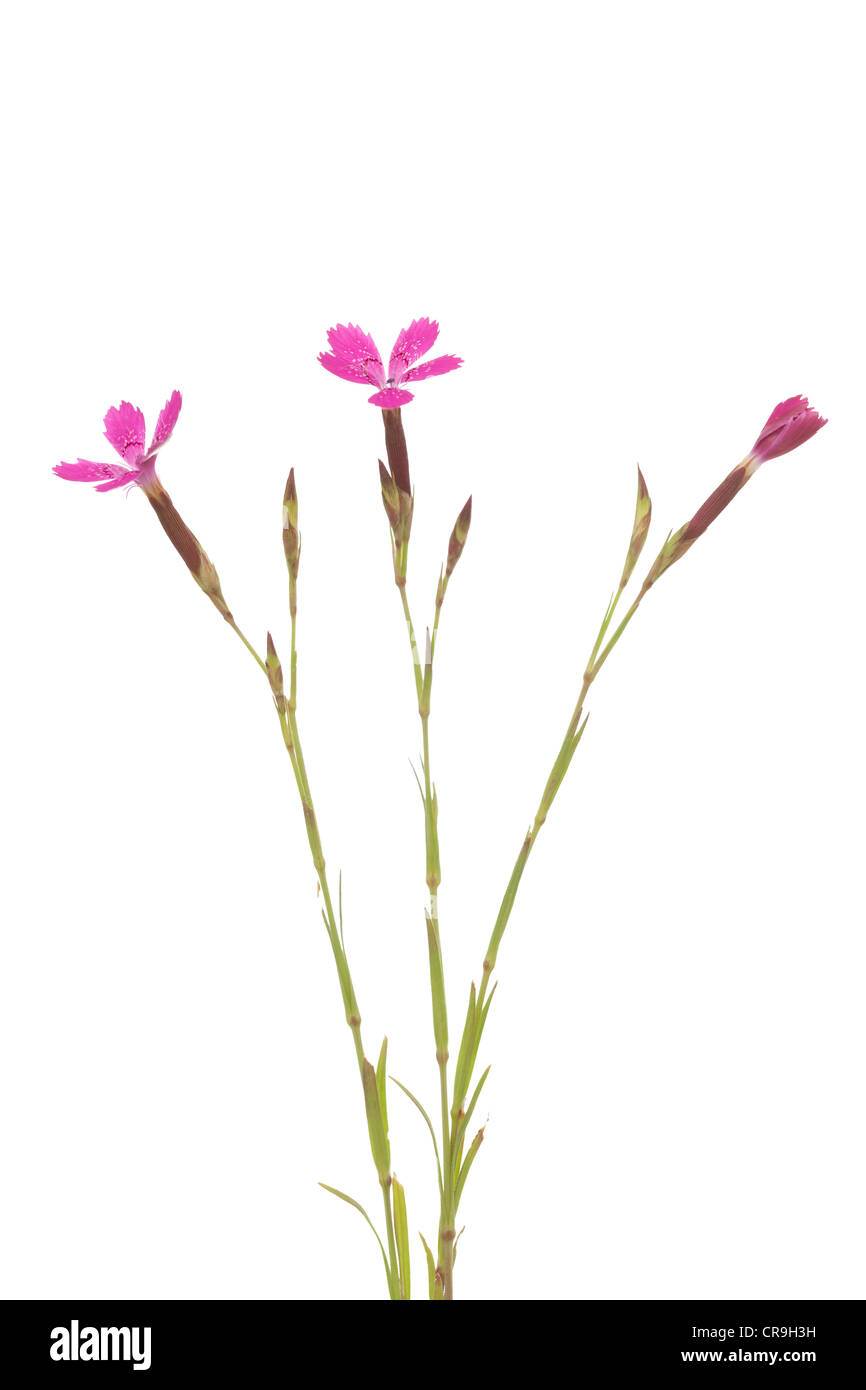 purple pink (Dianthus deltoides) on white background Stock Photo
