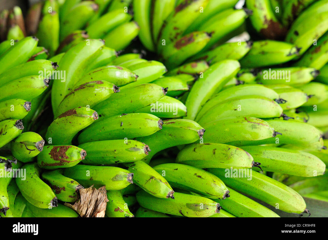 Fruits of banana (Musa balbisiana), Tegallalang market, Ubud, Bali, Indonesia, Asia Stock Photo
