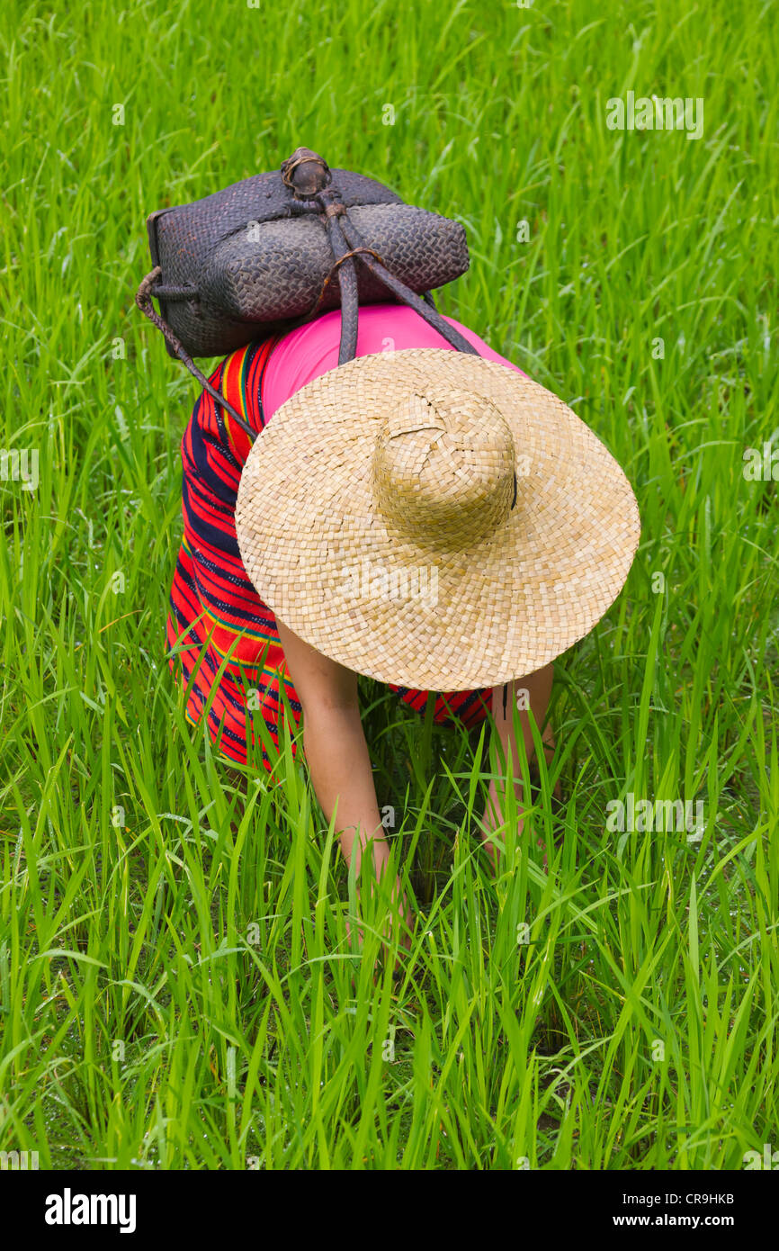 Igorot tribal woman works in the rice paddy, Banaue, Ifugao Province, Philippines Stock Photo