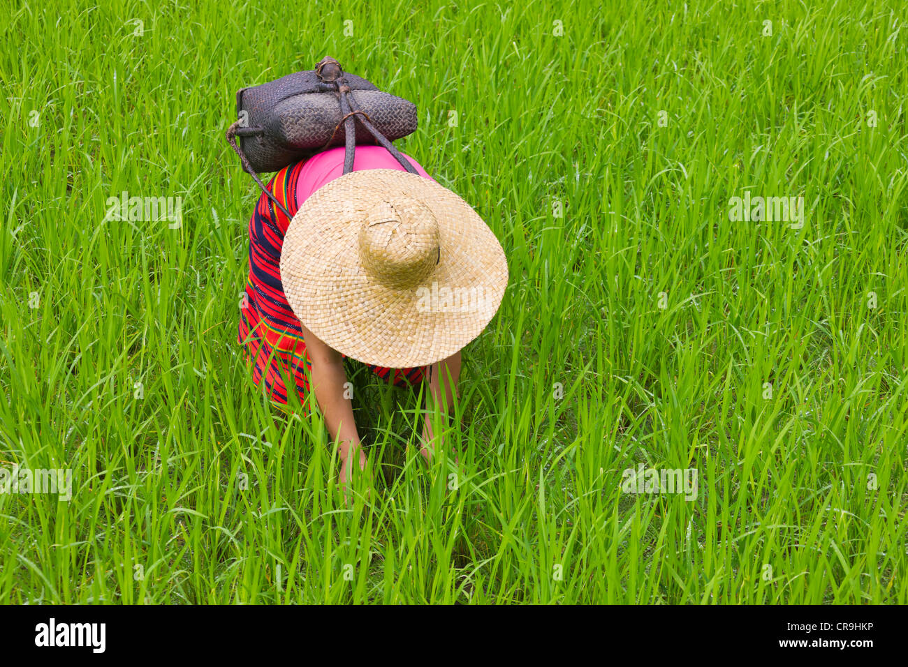 Igorot tribal woman works in the rice paddy, Banaue, Ifugao Province, Philippines Stock Photo