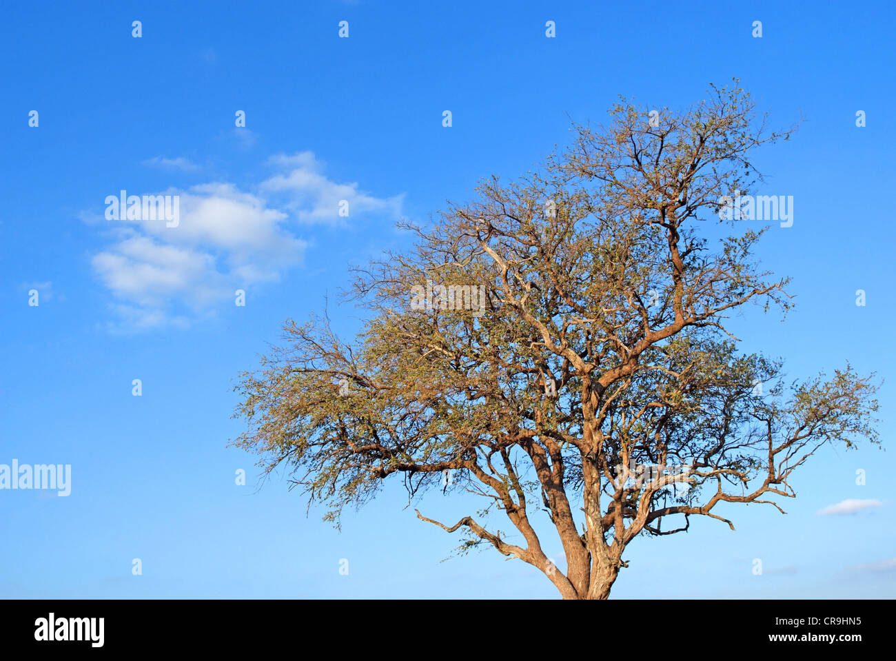 tree and white clouds in blue sky Stock Photo - Alamy