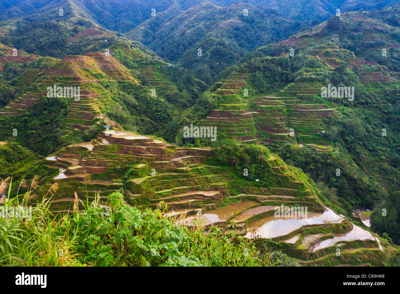 The Rice Terraces of the Philippine Cordilleras, UNESCO World Heritage site, Banaue, Ifugao Province, Philippines Stock Photo