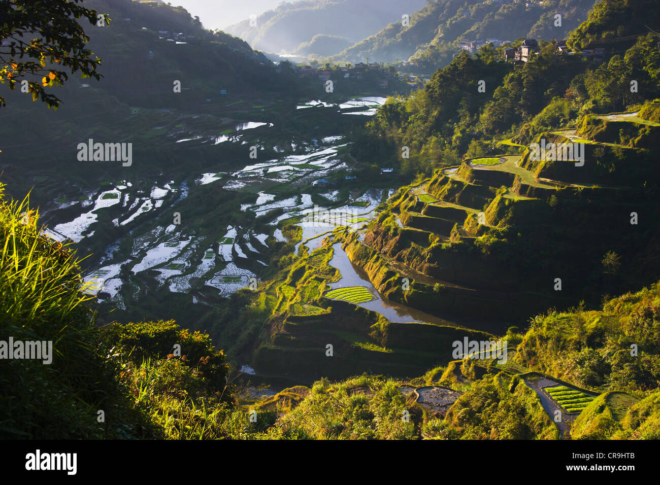 The Rice Terraces of the Philippine Cordilleras, UNESCO World Heritage site, Banaue, Ifugao Province, Philippines Stock Photo