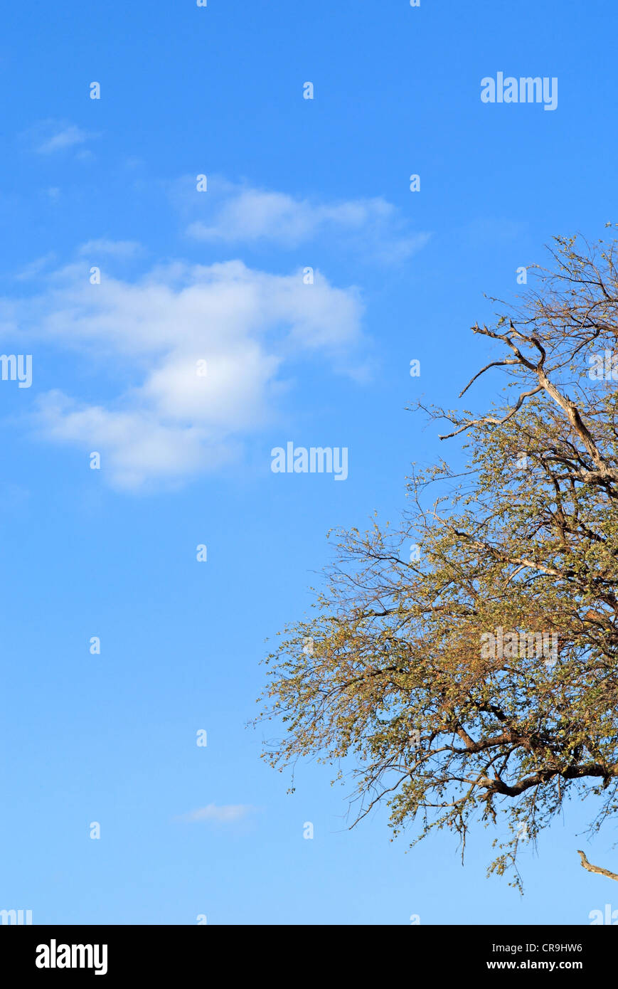 tree and white clouds in blue sky Stock Photo - Alamy