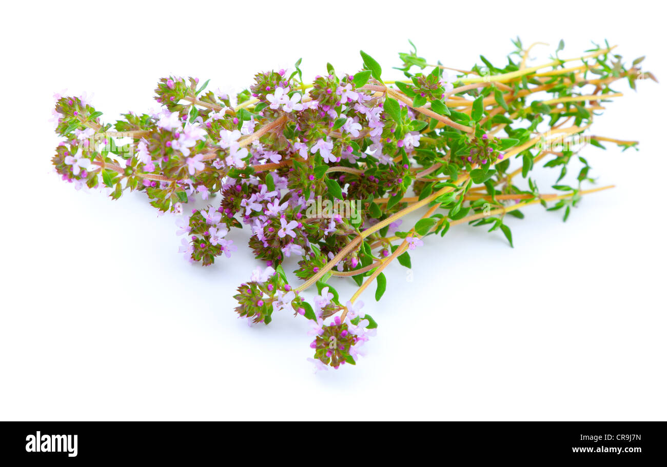 thyme with flowers on white isolated background Stock Photo