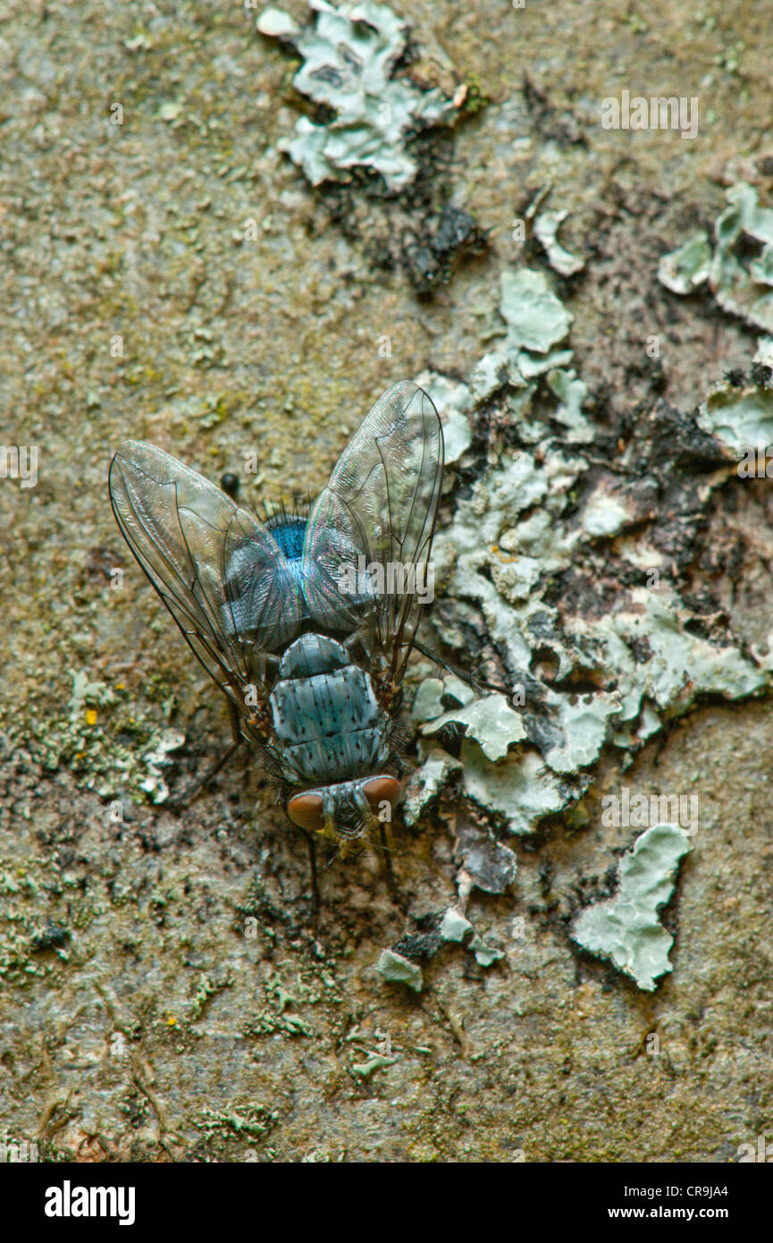 Blow-Fly(Calliphora-vomitoria) on a lichen covered tree. Stock Photo