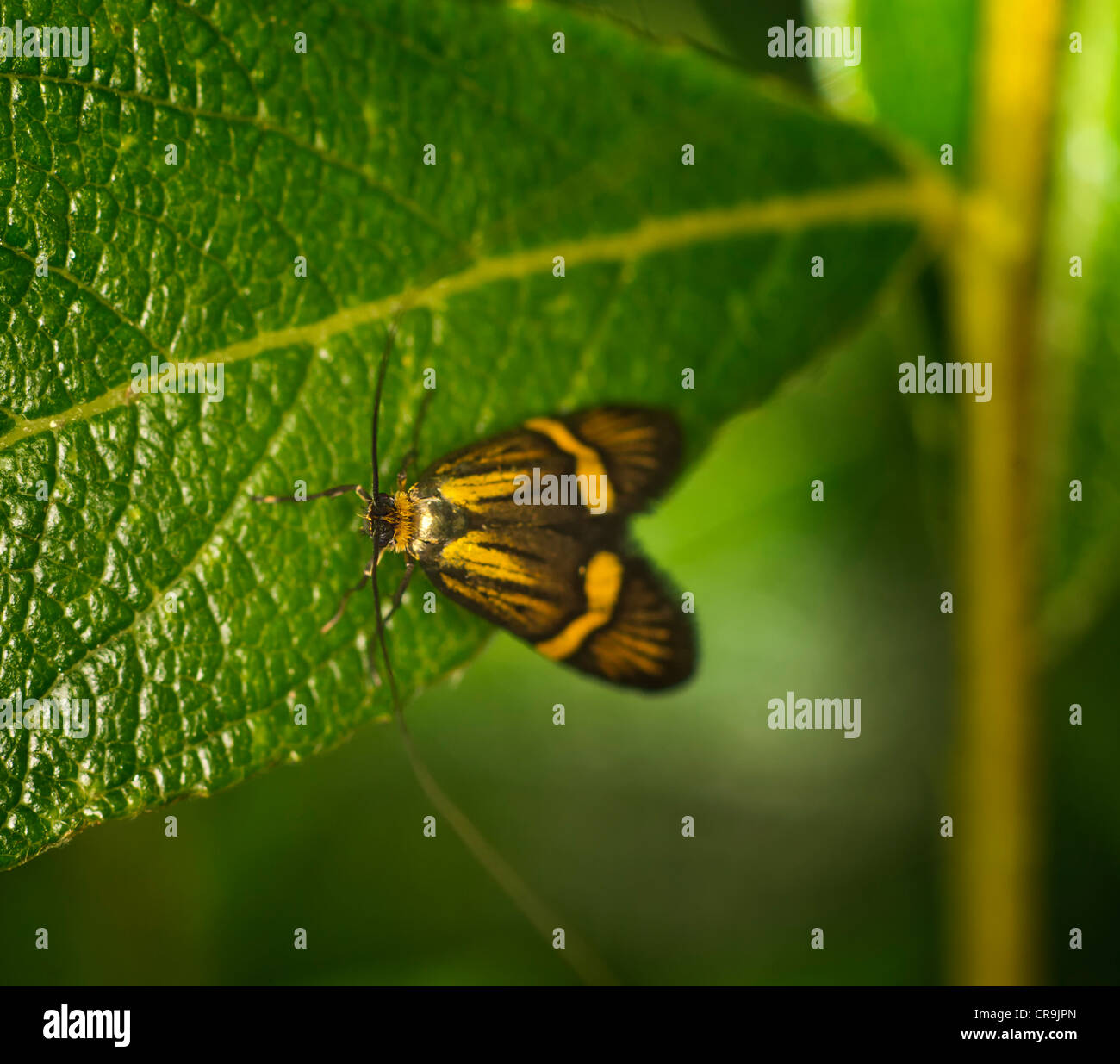 Longhorn Moth (Nemophora degeerella) Stock Photo