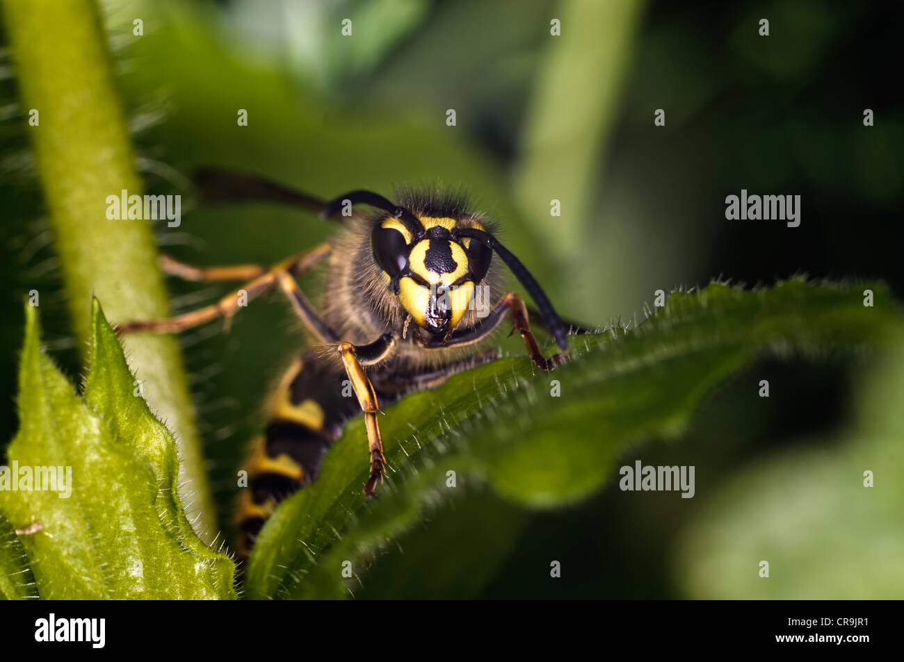 Wasp Closeup Stock Photo