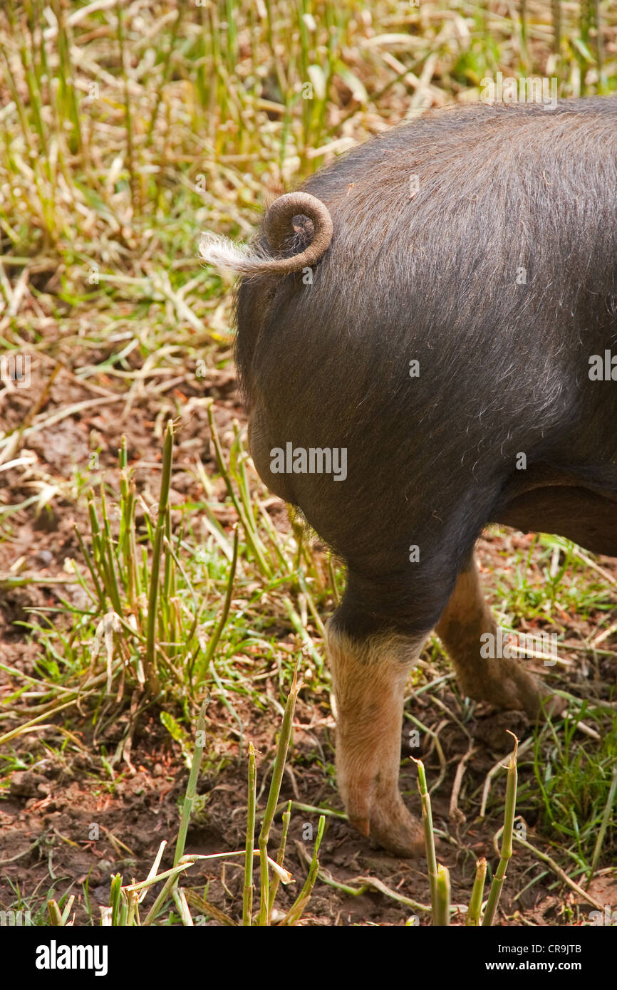 Tail and rear of Berkshire pig Stock Photo
