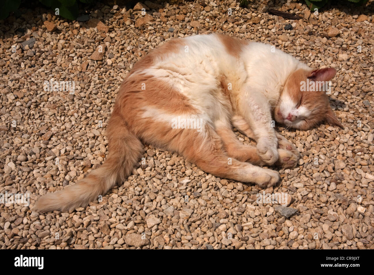 Ginger and white cat sleeping in the sun Stock Photo Alamy