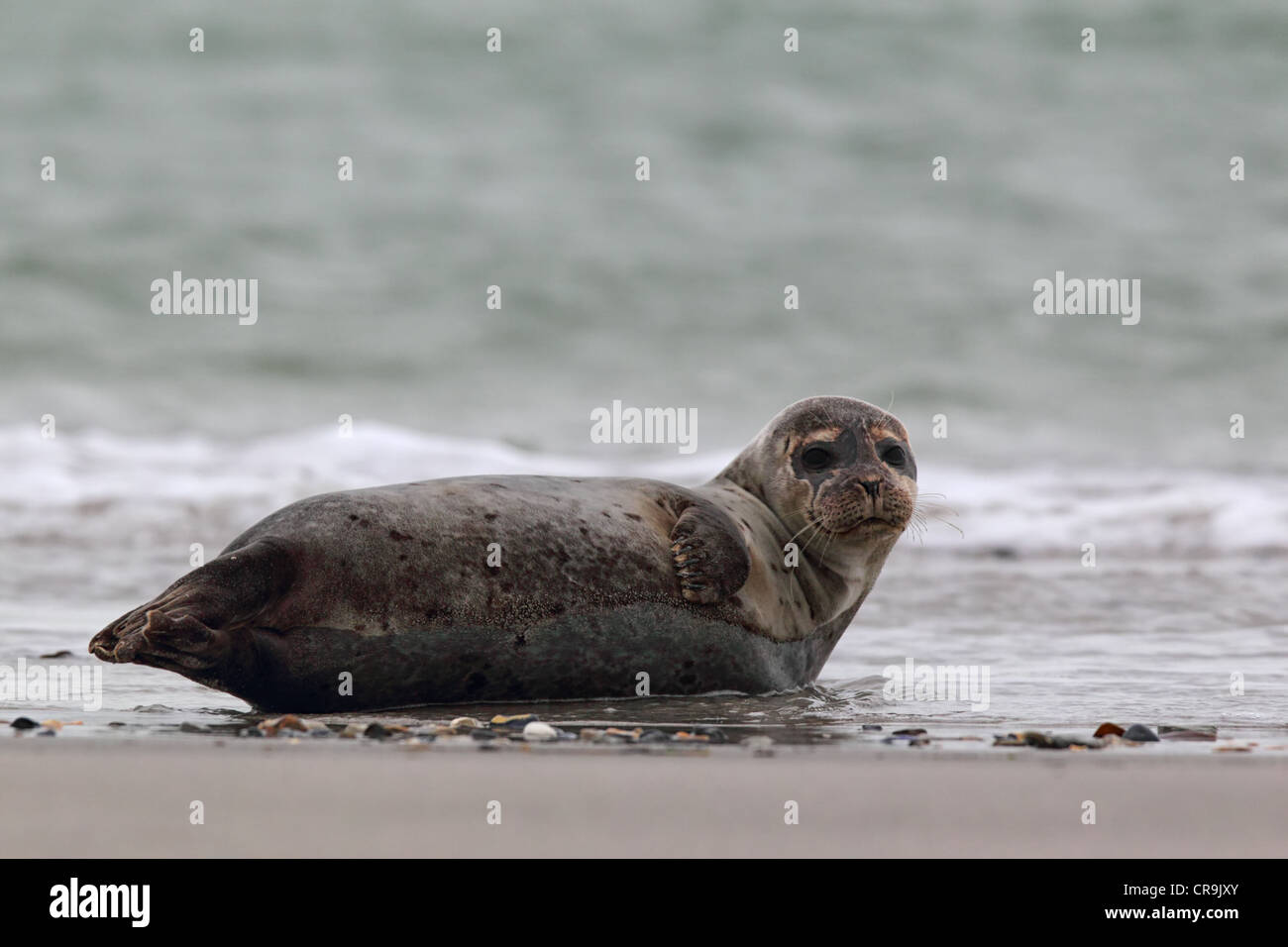 Harbor Seal (Phoca vitulina) on the beach of Heligoland. Stock Photo