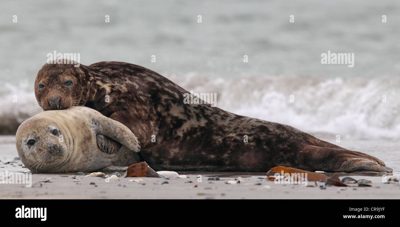 Grey Seals (Halichoerus grypus) on the beach on Heligoland. Stock Photo