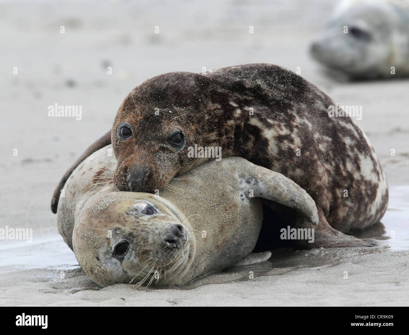 Grey Seals (Halichoerus grypus) on the beach on Heligoland. Stock Photo