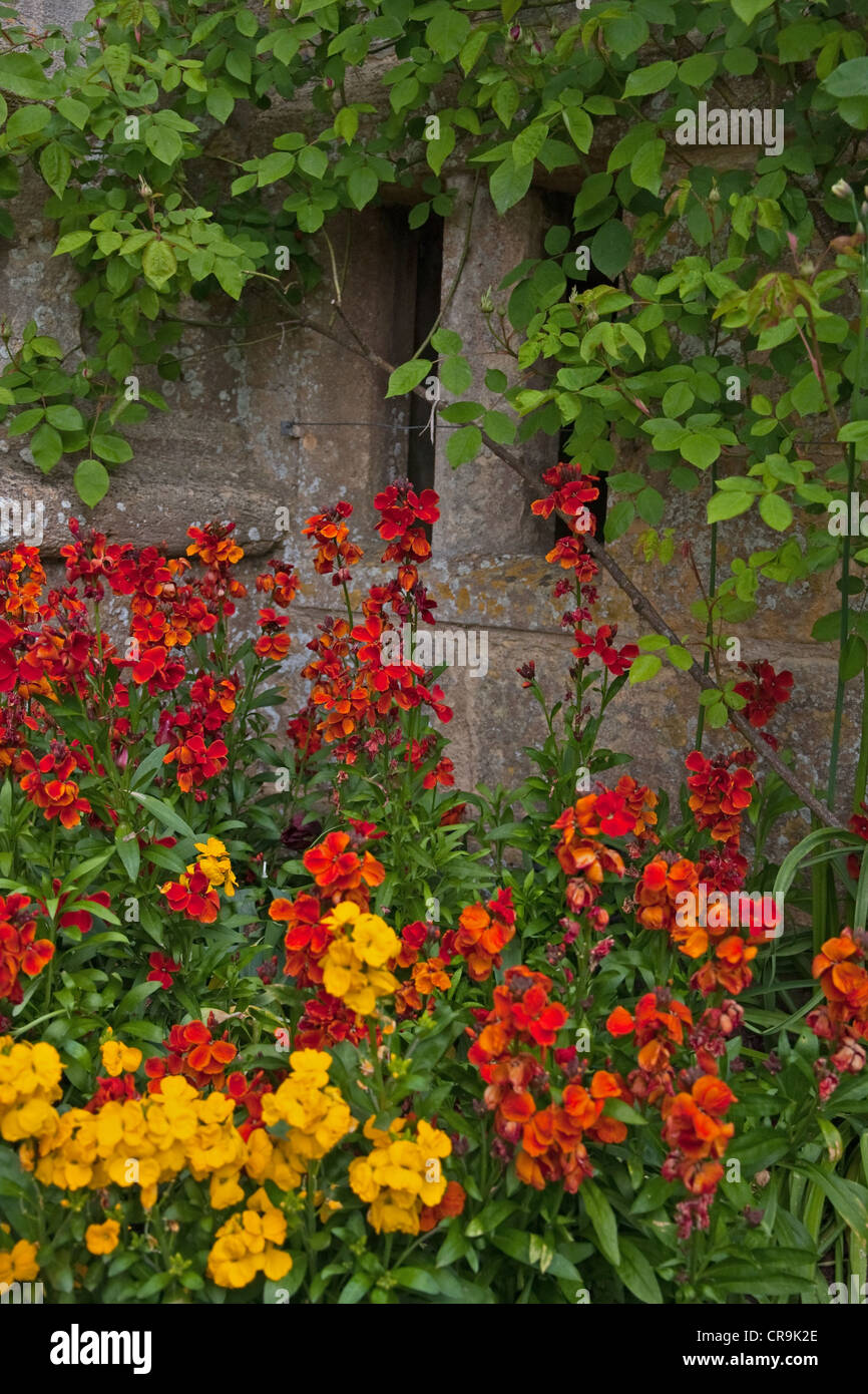 Wallflowers flowering against cotswold stone, in corner of garden Stock Photo