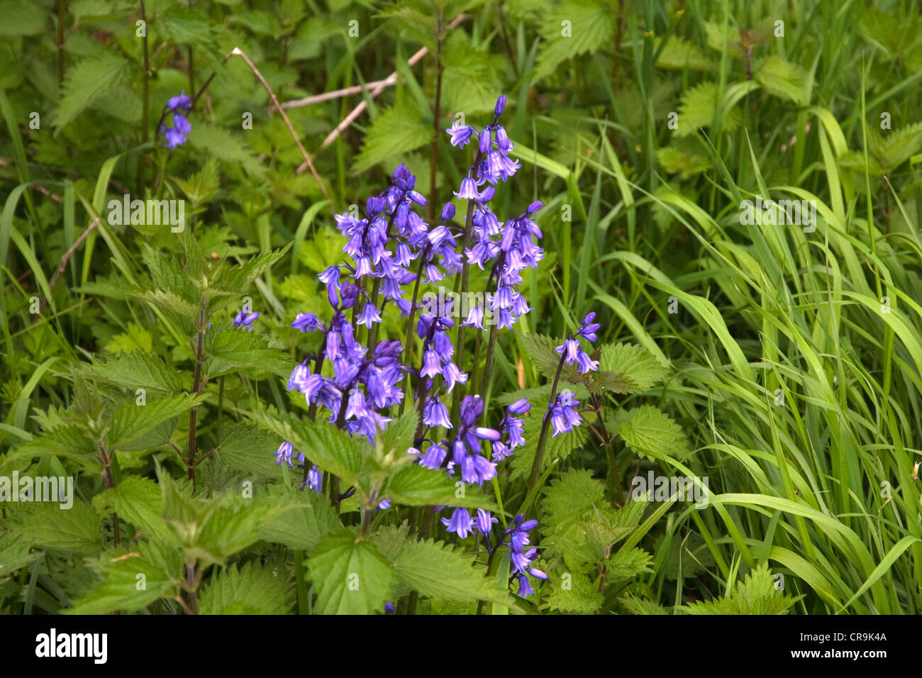 Bluebells flowering surrounded by nettles and long grass Stock Photo