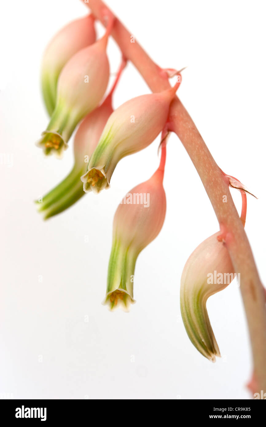 close-up of stem of gasteria flowers Stock Photo