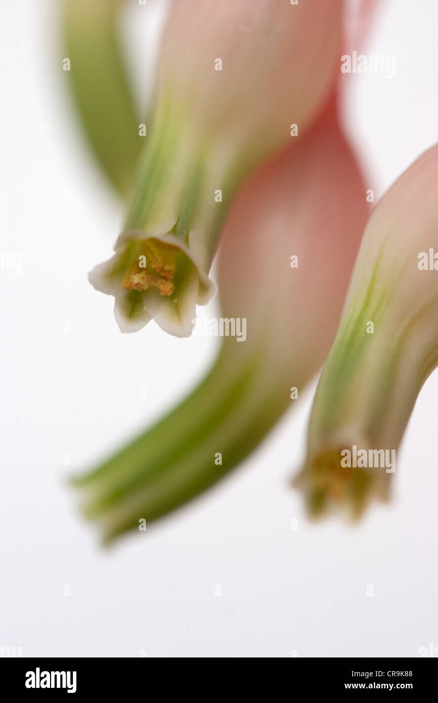 Close-up of gasteria flowers Stock Photo