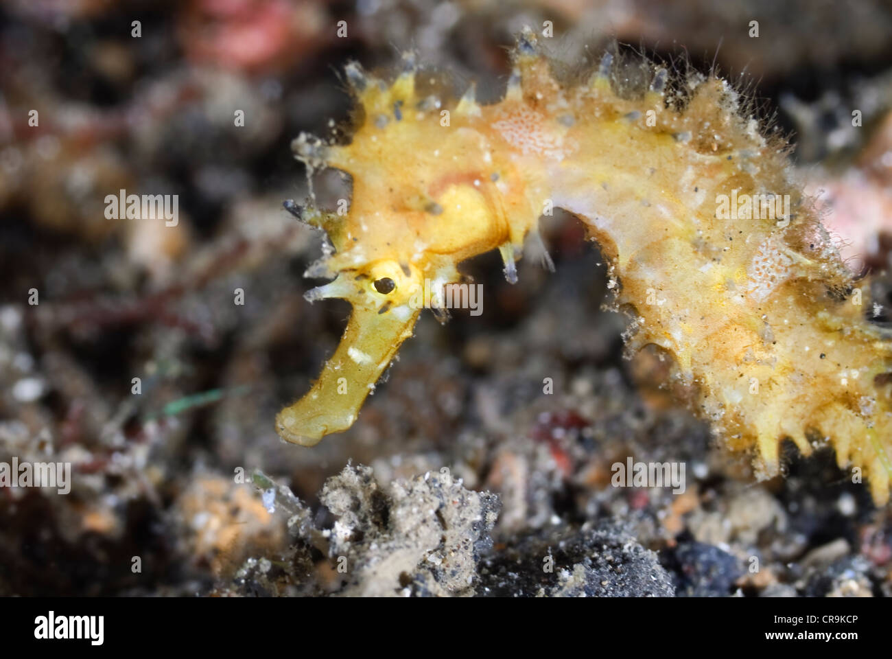 Thorny seahorse, Hippocampus hystrix, Lembeh Strait, Sulawesi, Indonesia, Pacific Stock Photo