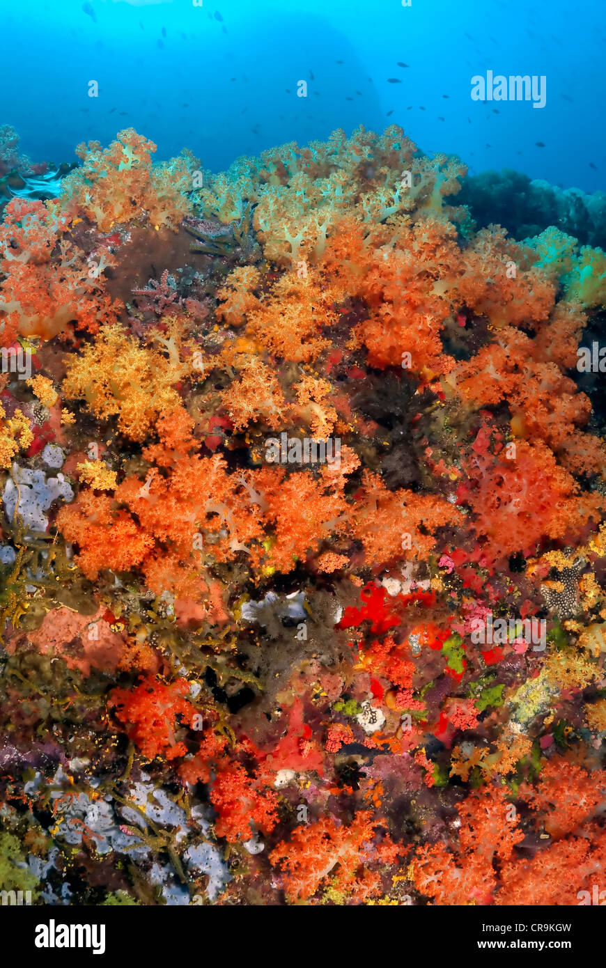 Soft coral encrusted reef, Scleronephthya sp., Batu Kapal, Lembeh Strait, Sulawesi, Indonesia, Pacific Stock Photo