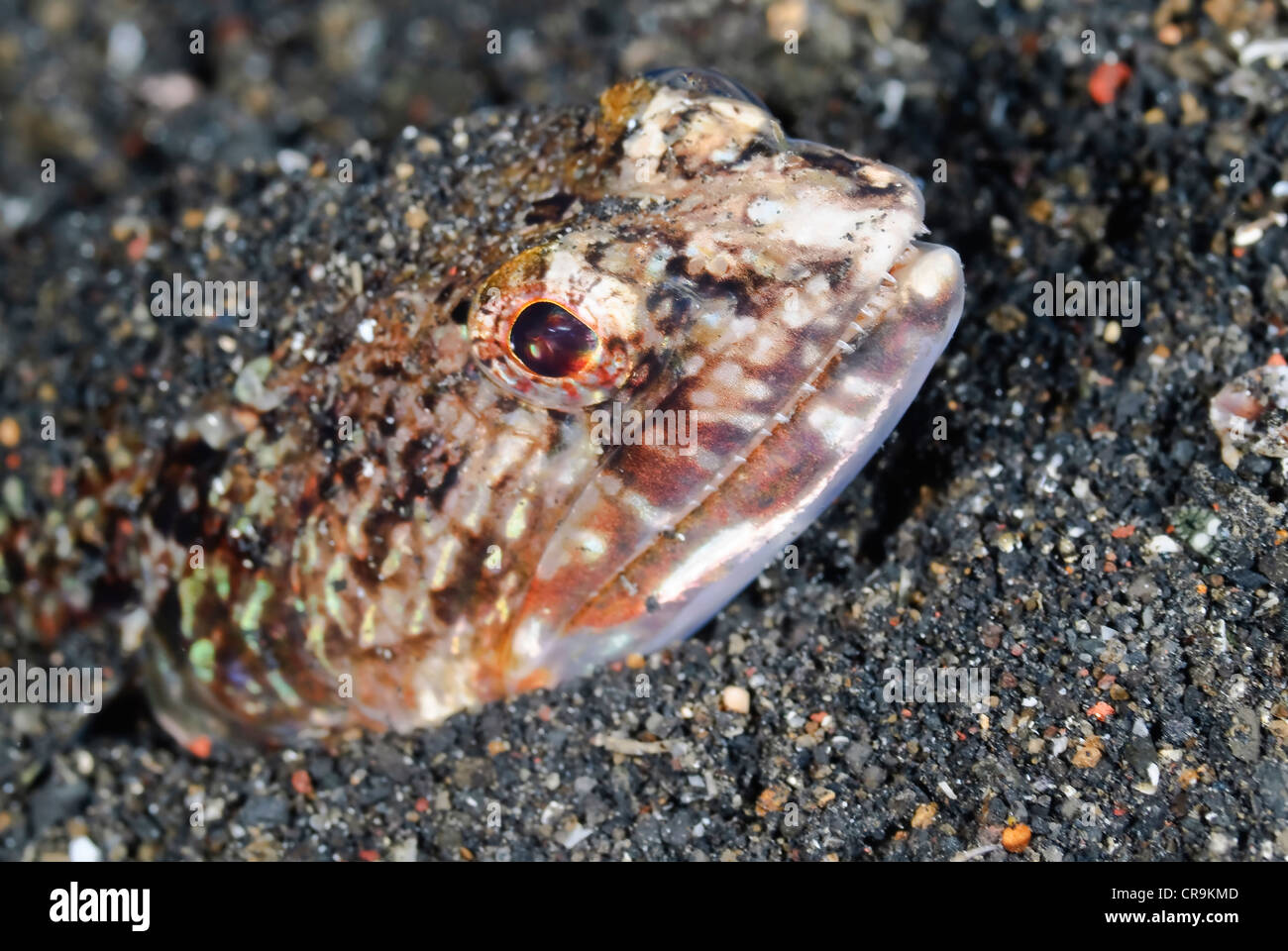 Slender lizardfish, Saurida gracilis, Lembeh Strait, Sulawesi