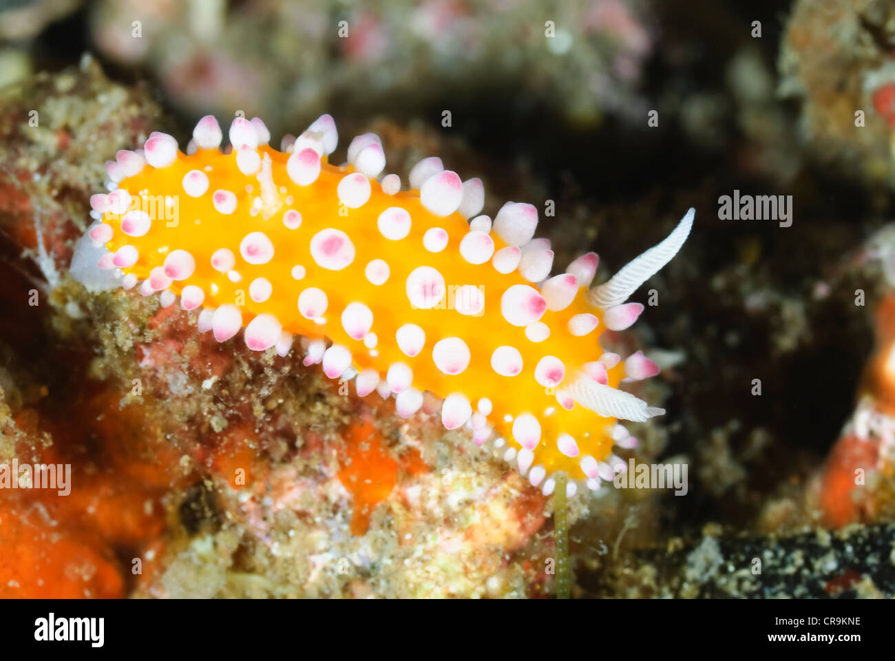 Cadlinella ornatissima, Lembeh Strait, Sulawesi, Indonesia, Pacific Stock Photo