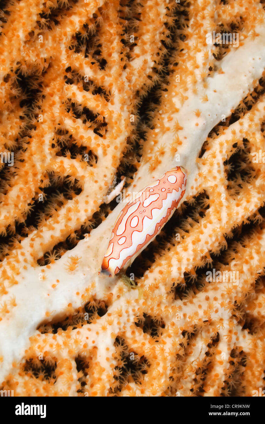 Reticulated Spindle cowrie, Phenacovolva sp., with juvenile Xeno crab, Xenocarcinus sp., Lembeh Strait, Sulawesi, Indonesia Stock Photo