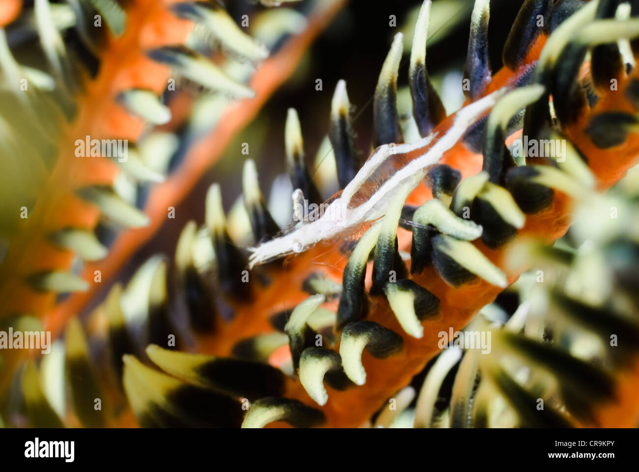 Crinoid shrimp, Brucecaris tenuis, Lembeh Strait, Sulawesi, Indonesia, Pacific Stock Photo