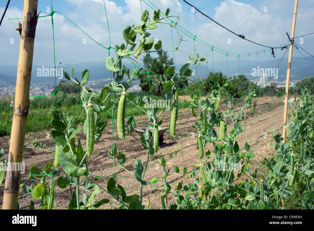 Beans plantation at an ecological farm Stock Photo Alamy