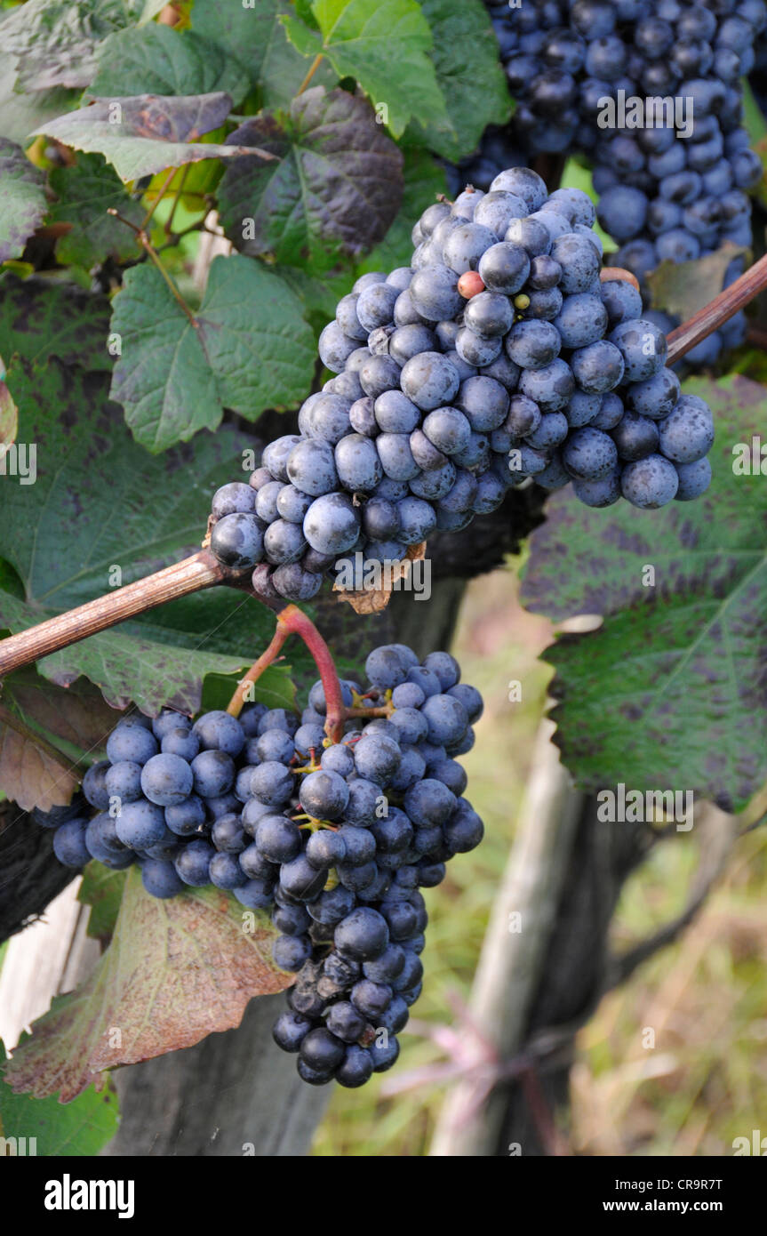 Red grapes are ready for harvesting in the wine-growing region in the Wachau valley, Lower Austria, Austria. Stock Photo