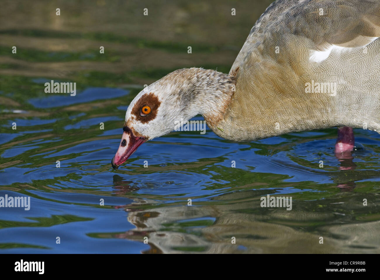 adult Egyptian Goose Alopochen aegyptiacus Stock Photo