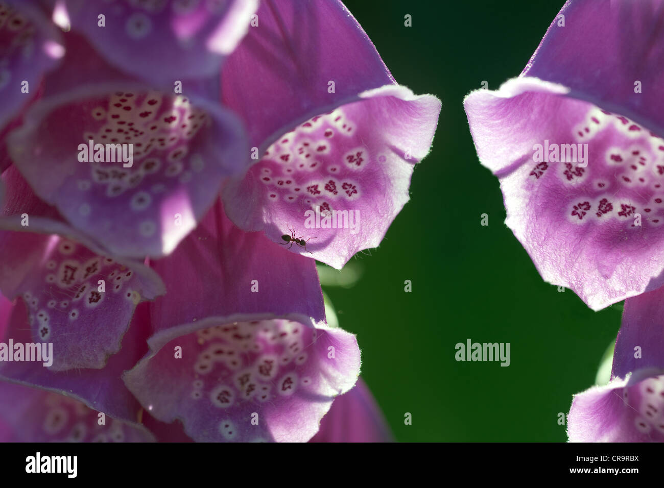 Foxglove Digitalis purpurea and garden ant Stock Photo