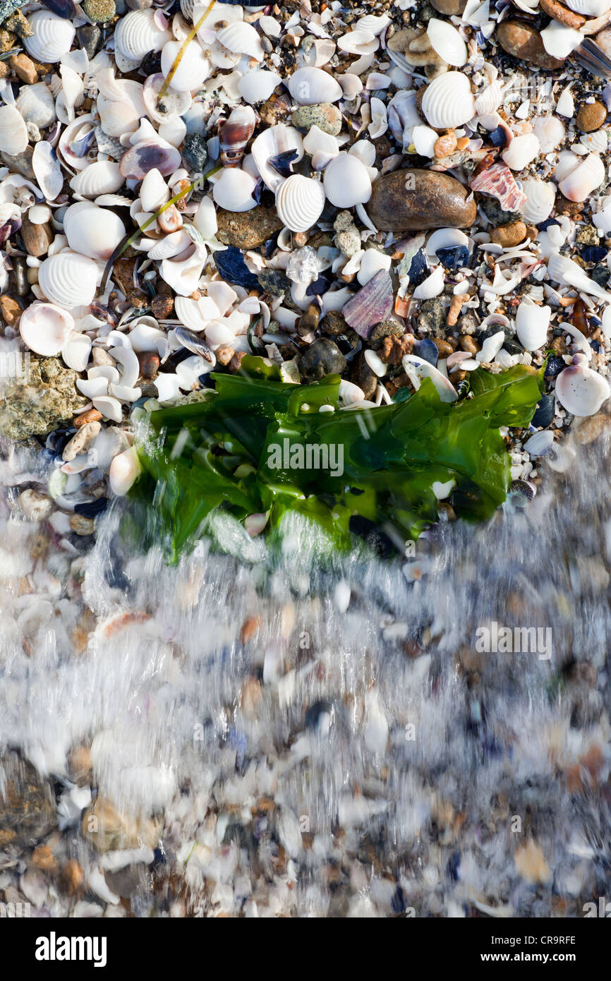 Seaweed seashell stone blurred hires stock photography and images Alamy